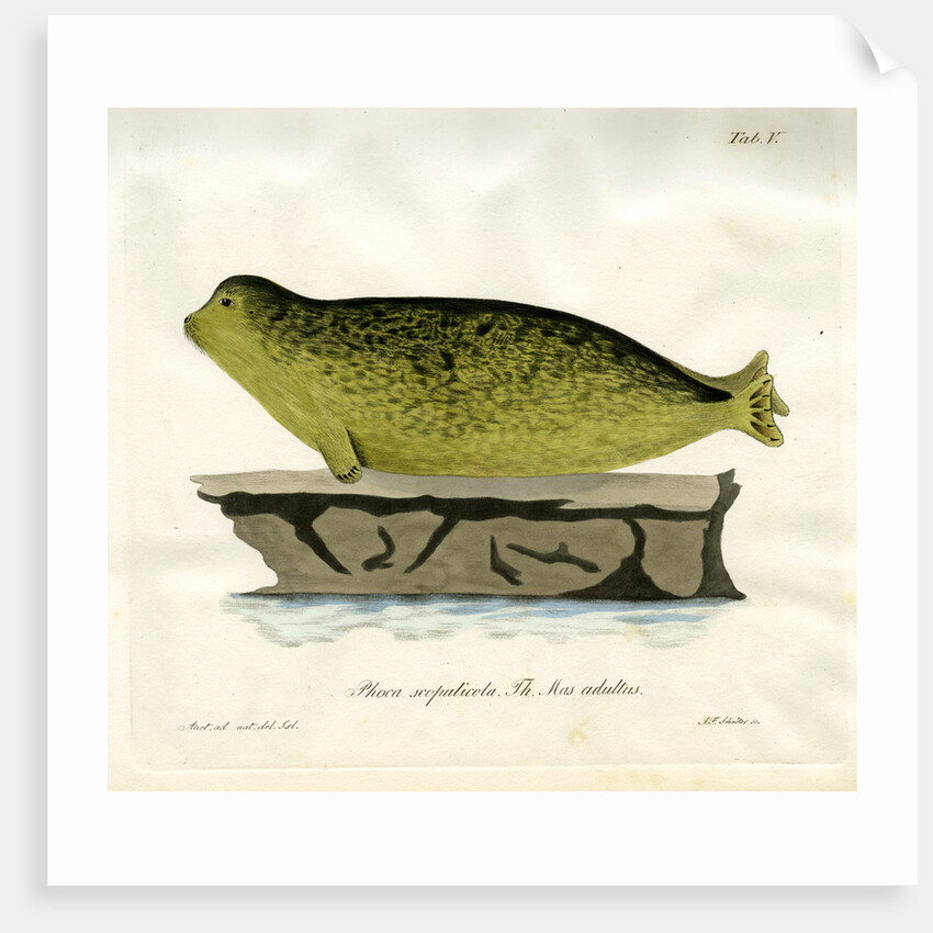 Harbour seal by Johann Friedrich Schröter