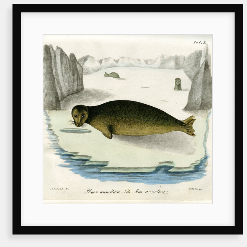 Ringed seal by Johann Friedrich Schröter