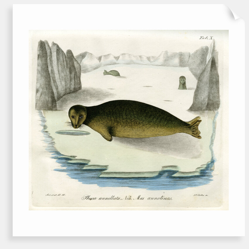 Ringed seal by Johann Friedrich Schröter