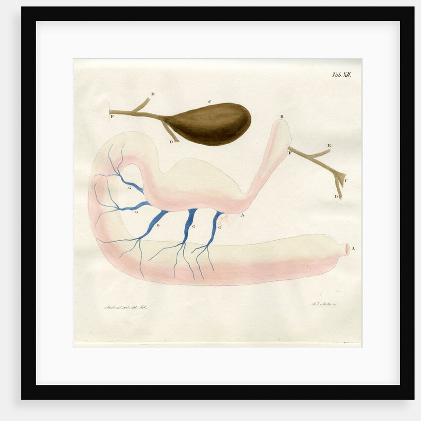 Ringed seal stomach by Friedrich Eduard Müller