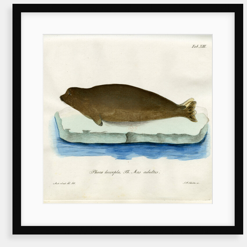 Harp seal by Johann Friedrich Schröter