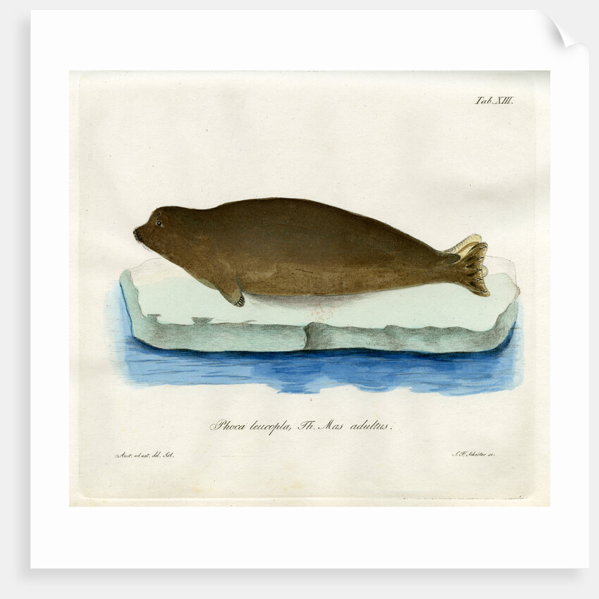 Harp seal by Johann Friedrich Schröter
