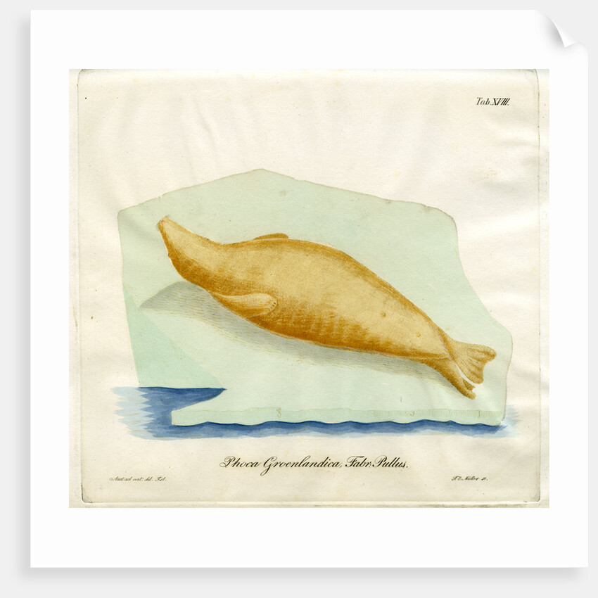 Harp seal by Friedrich Eduard Müller