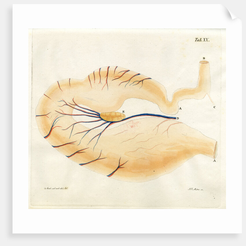 Harp seal stomach by Friedrich Eduard Müller
