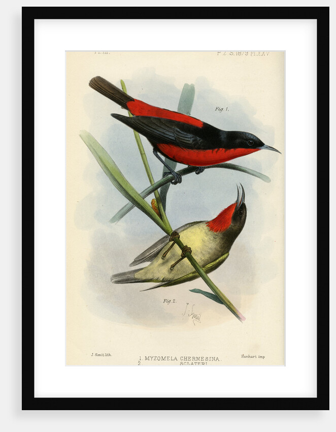 Honeyeaters by Joseph Smit