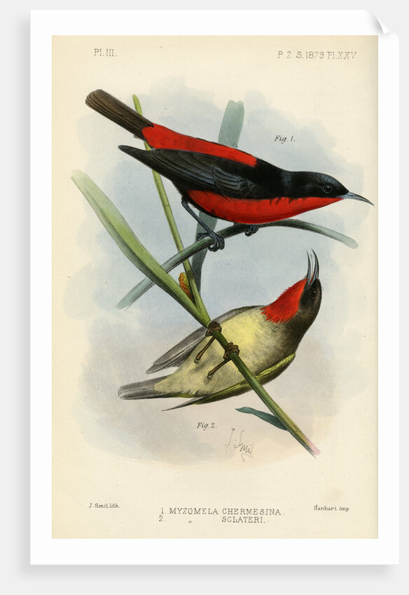 Honeyeaters by Joseph Smit