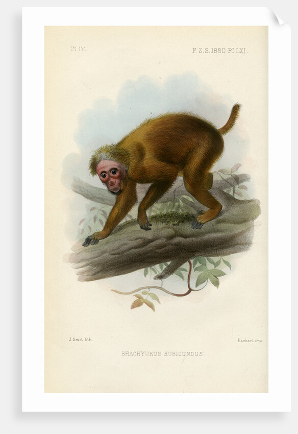 Bald uakari by Joseph Smit