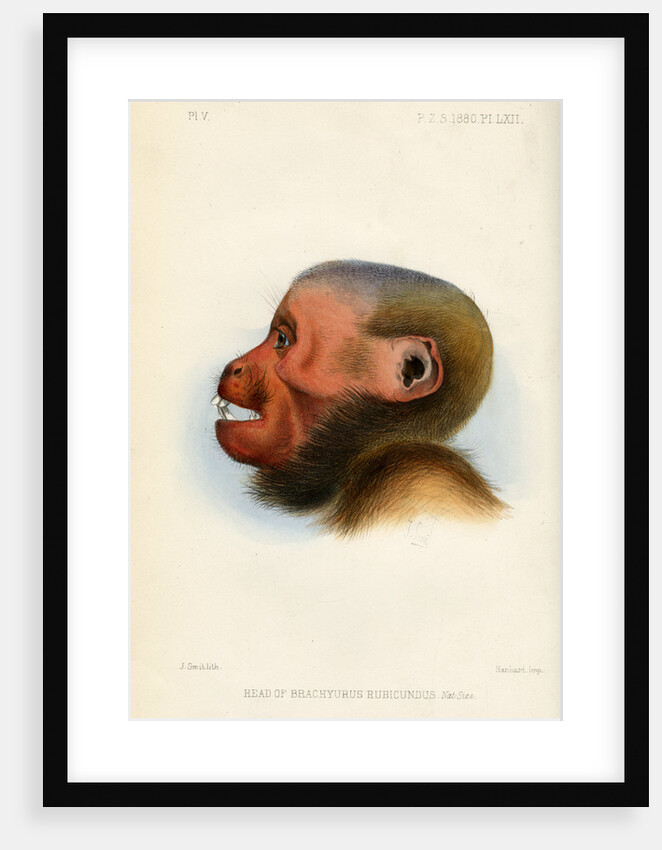 Head of the Bald uakari by Joseph Smit