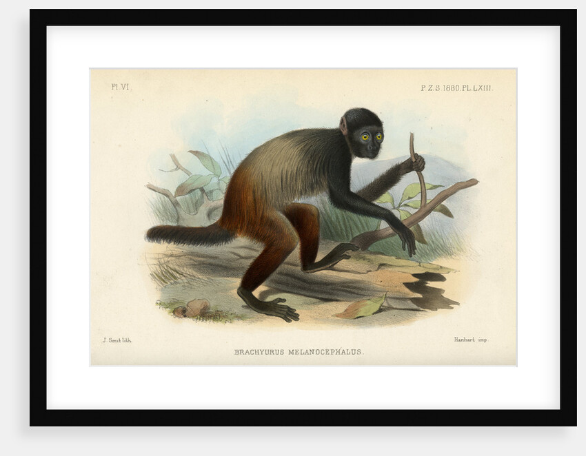 Golden-backed uakari by Joseph Smit