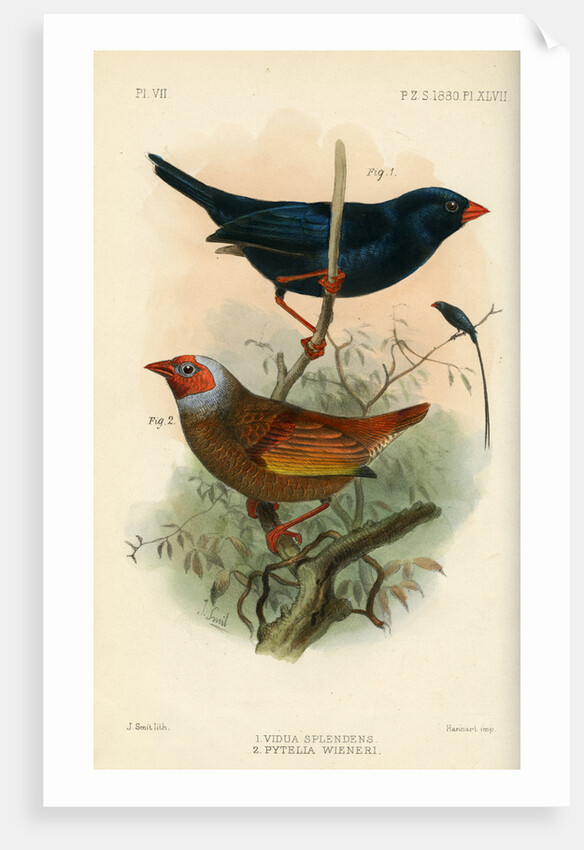 Indigobird and pytelia by Joseph Smit