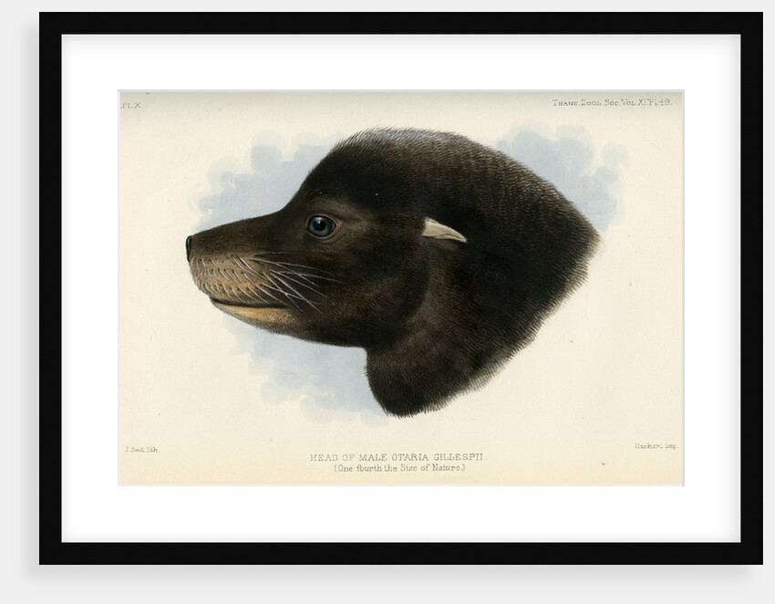 Head of the California sea lion by Joseph Smit