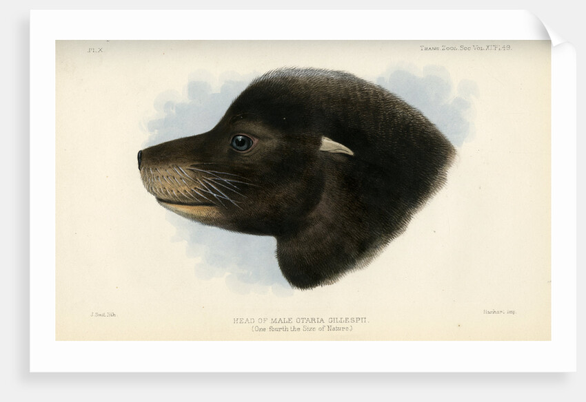 Head of the California sea lion by Joseph Smit