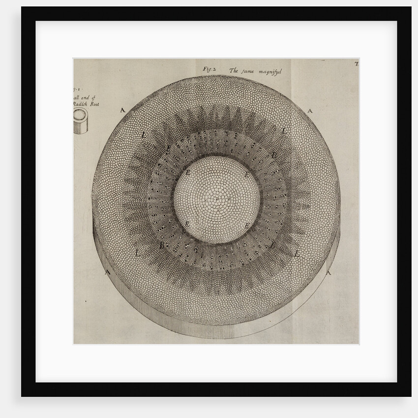 ‘Horseradish root’ by After Nehemiah Grew