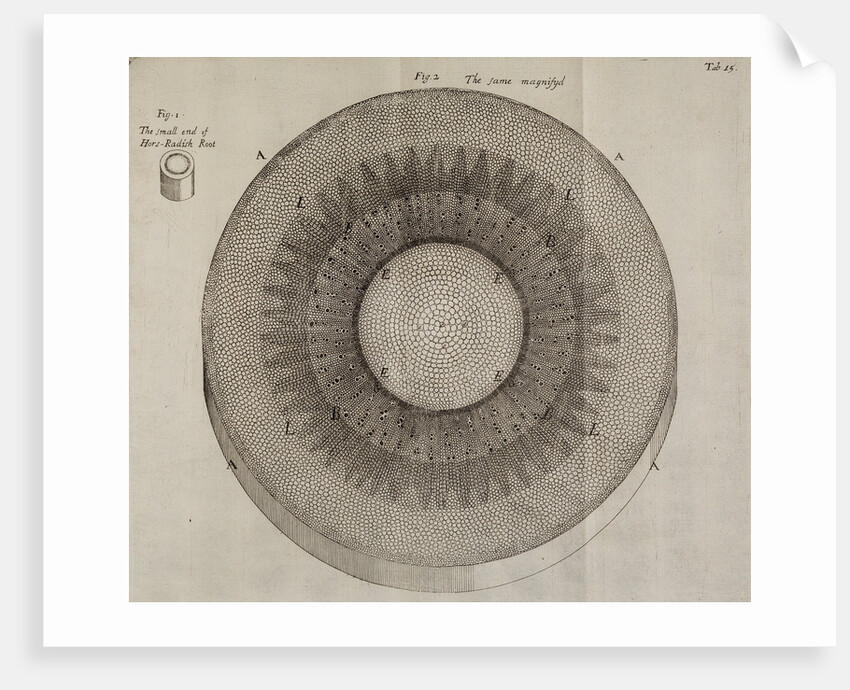 ‘Horseradish root’ by After Nehemiah Grew