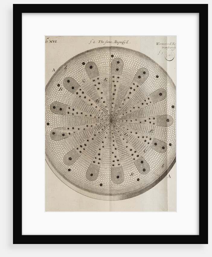 ‘Wormwood root’ by After Nehemiah Grew