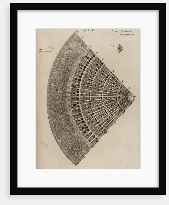 ‘Elm branch’ by After Nehemiah Grew