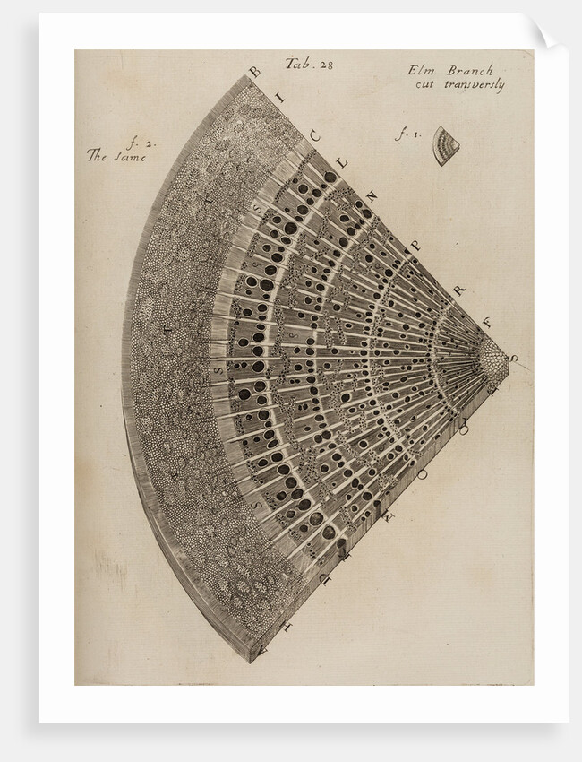 ‘Elm branch’ by After Nehemiah Grew