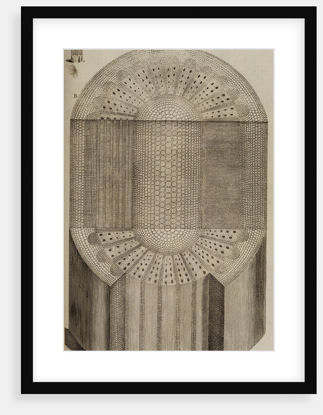 ‘Vine branch’ by After Nehemiah Grew