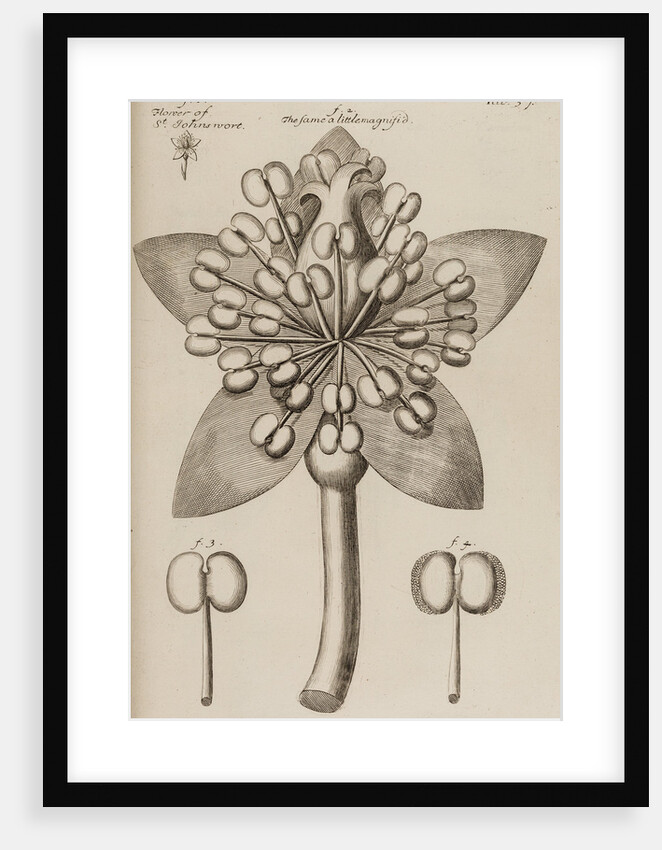 St. John’s wort by After Nehemiah Grew