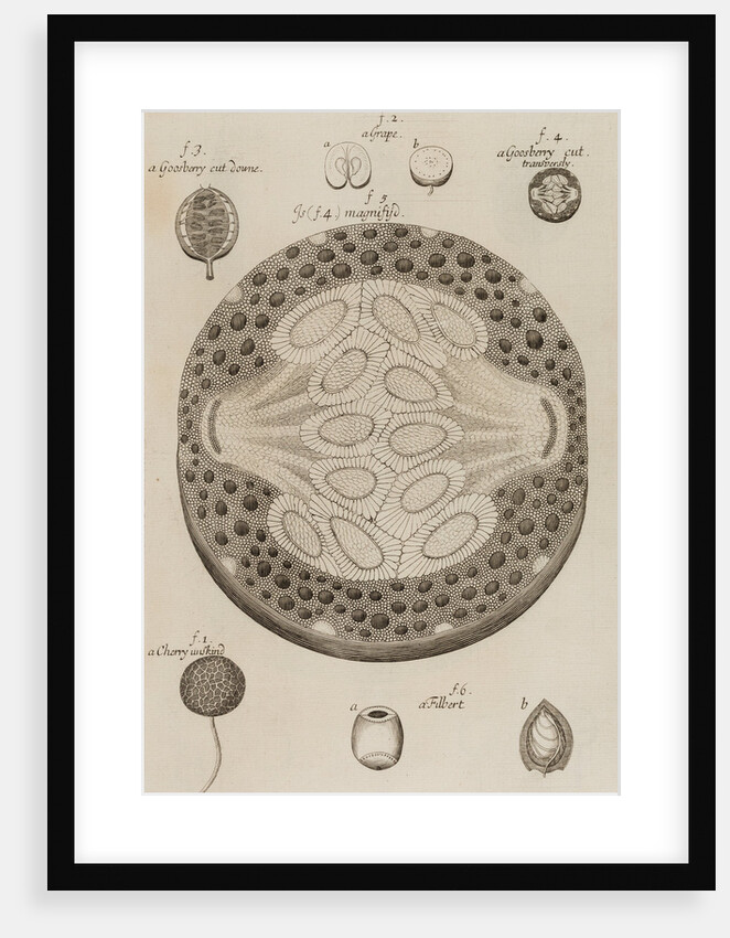 Gooseberry, grape, cherry and filbert by After Nehemiah Grew