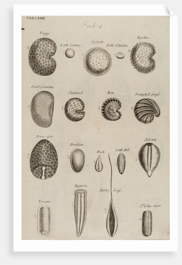 Seeds by After Nehemiah Grew