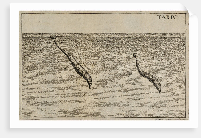 Water worms' by Jan Swammerdam