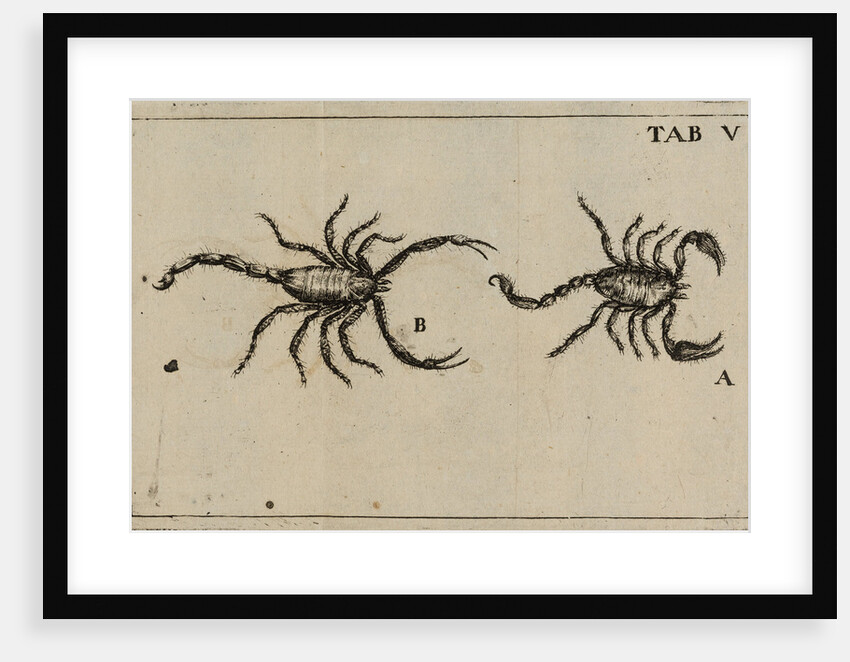 Scorpions by Jan Swammerdam