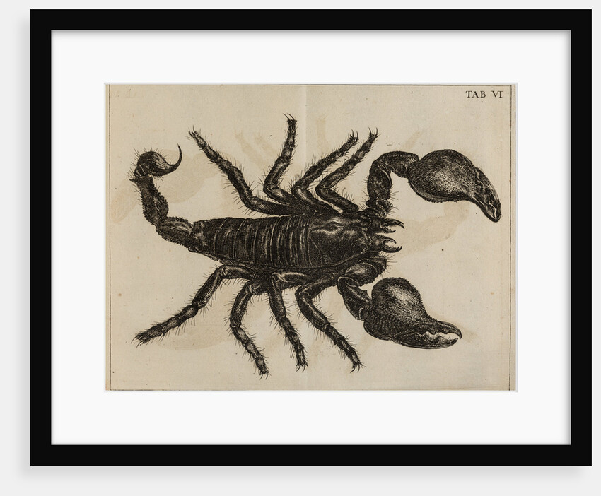 Scorpion by Jan Swammerdam