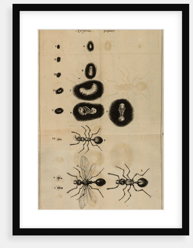 Life cycle of an ant by Jan Swammerdam