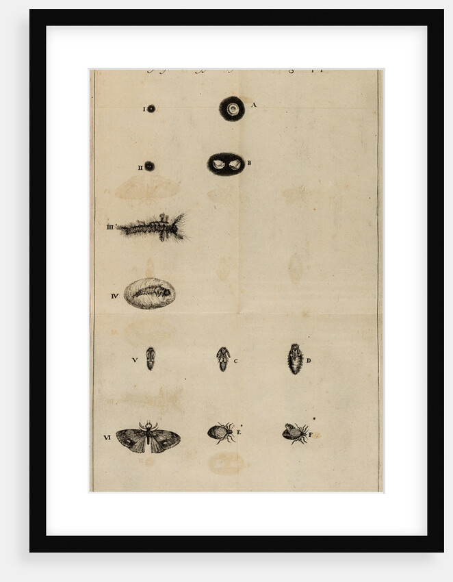 Life cycle of a butterfly by Jan Swammerdam