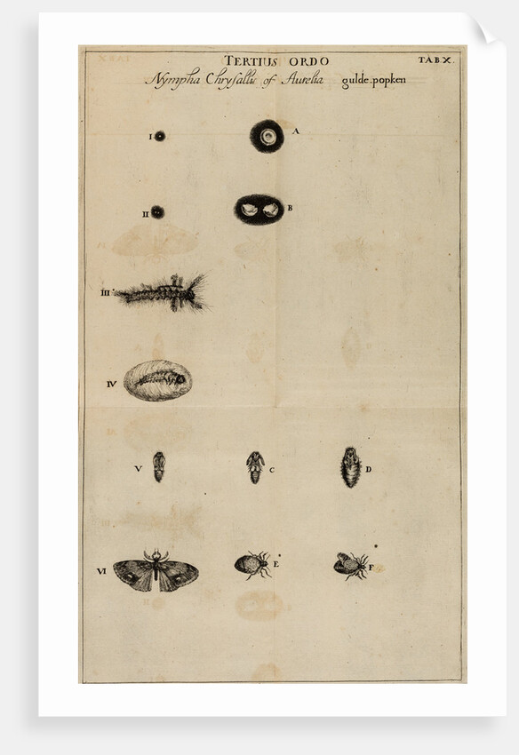 Life cycle of a butterfly by Jan Swammerdam