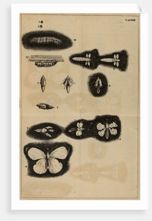 Life cycle of a moth by Jan Swammerdam