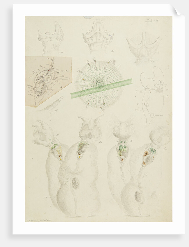 Collotheca rotifers by Charles Thomas Hudson