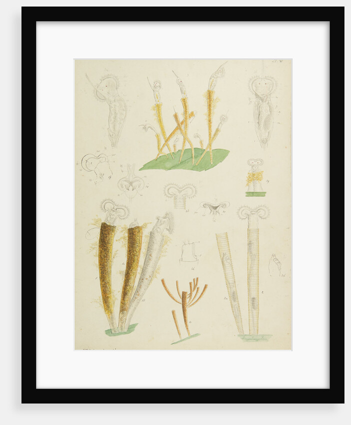 Límnias rotifers by Charles Thomas Hudson