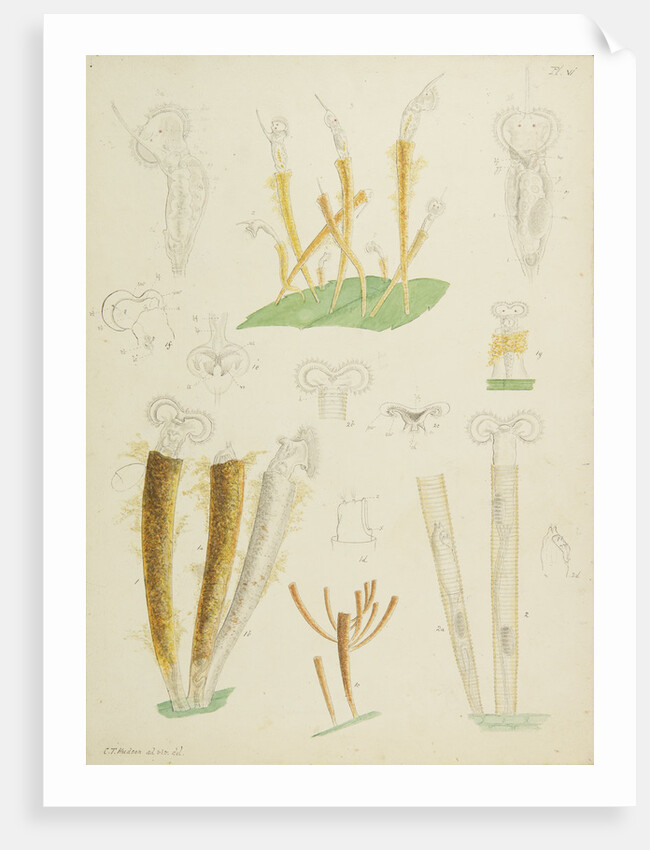 Límnias rotifers by Charles Thomas Hudson