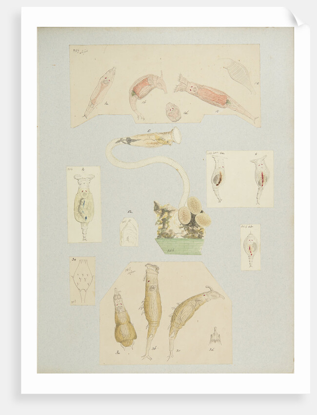 Philodína rotifers by Charles Thomas Hudson