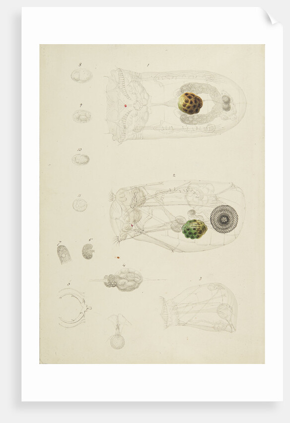 Rotifer by Charles Thomas Hudson