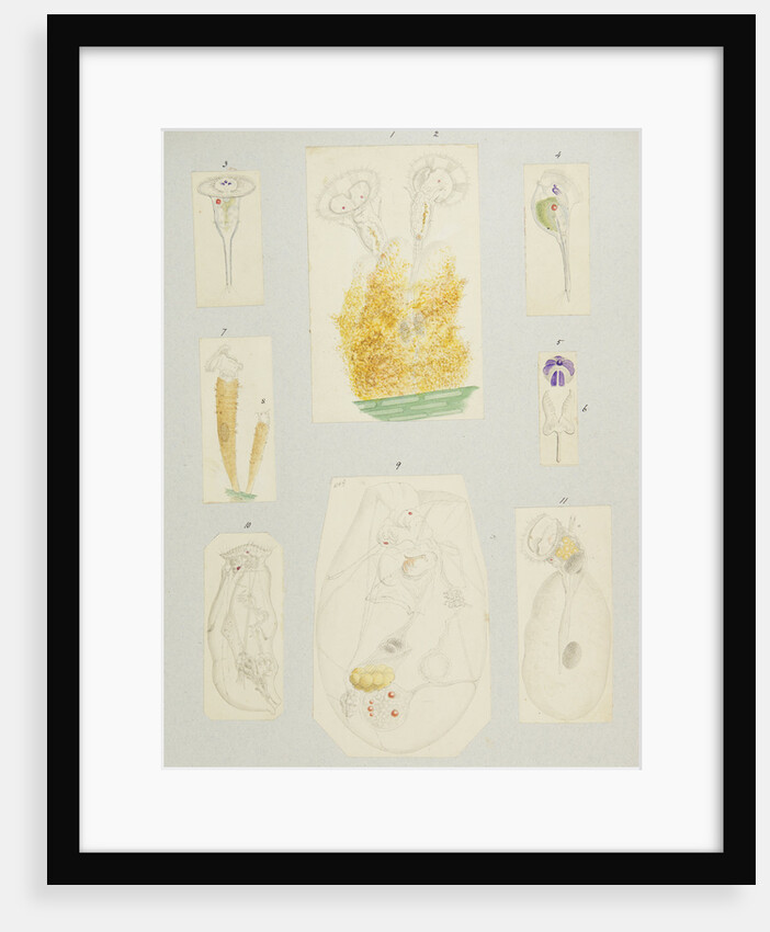 Rotifer by Charles Thomas Hudson
