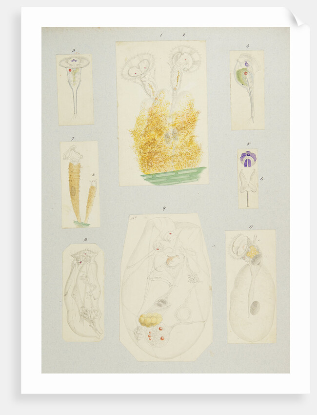 Rotifer by Charles Thomas Hudson