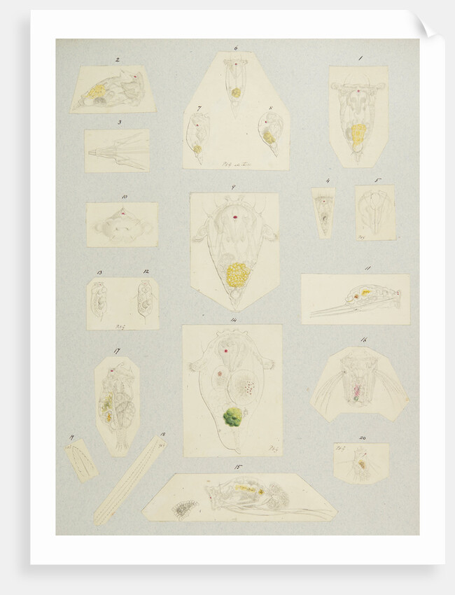 Rotifer by Charles Thomas Hudson