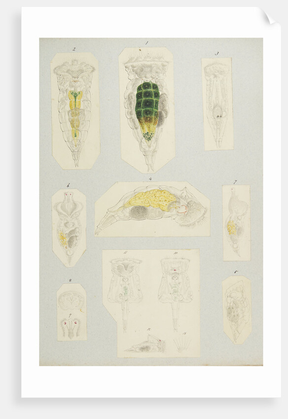 Rotifer by Charles Thomas Hudson