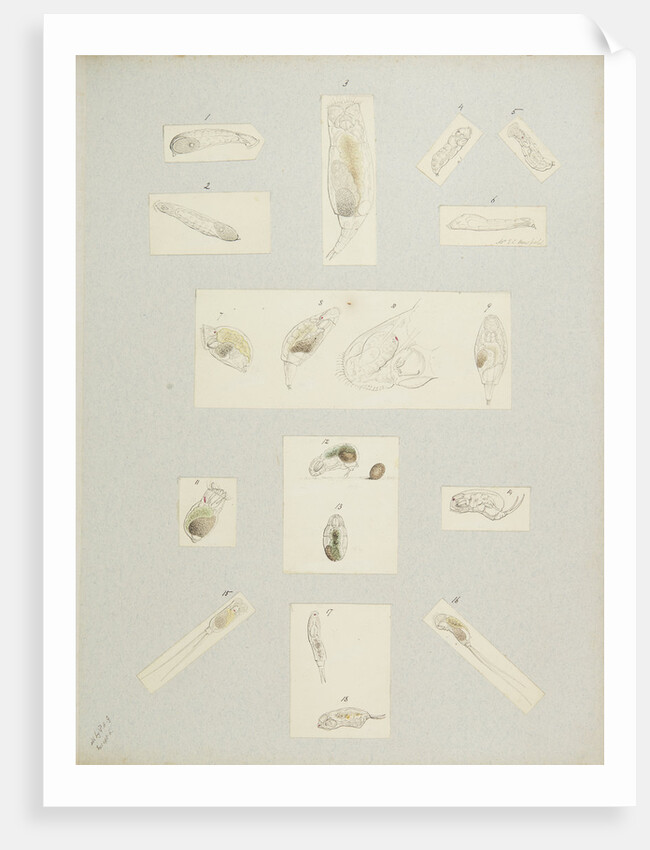 Rotifer by Charles Thomas Hudson