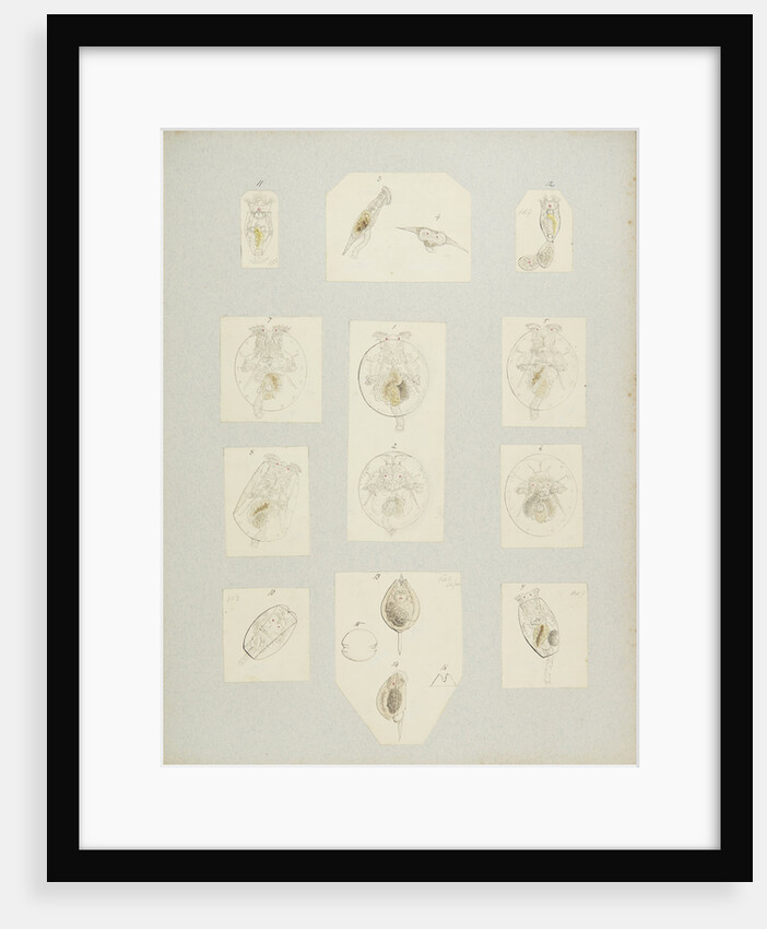Rotifer by Charles Thomas Hudson