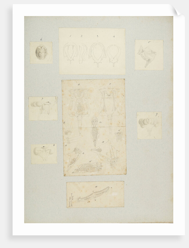 Rotifer by Charles Thomas Hudson