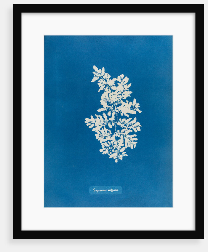 Sargassum vulgare by Anna Atkins