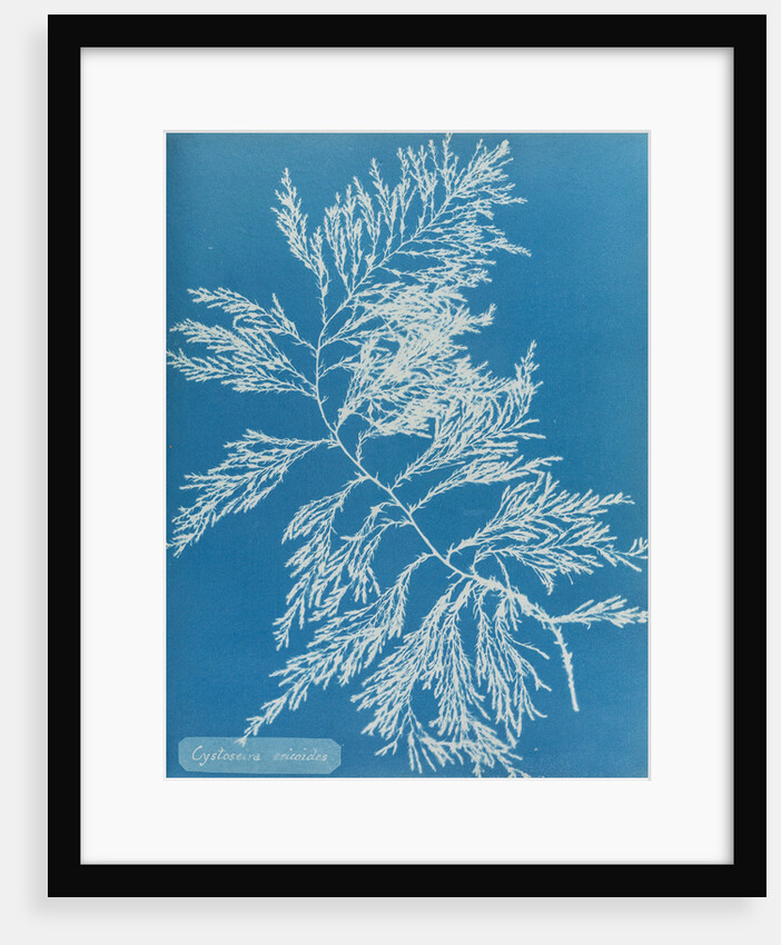 Rainbow bladderweed by Anna Atkins