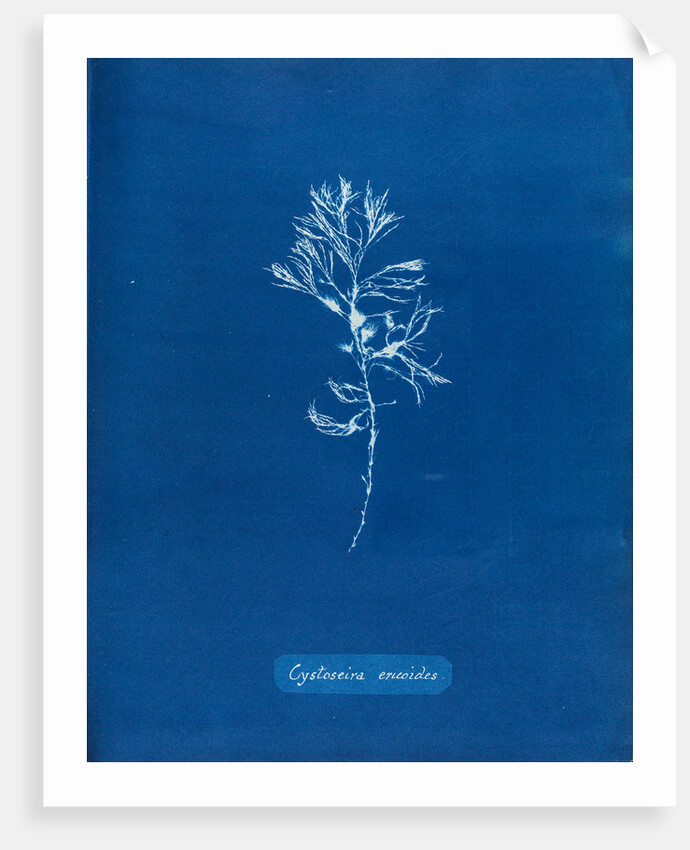 Rainbow bladderweed by Anna Atkins