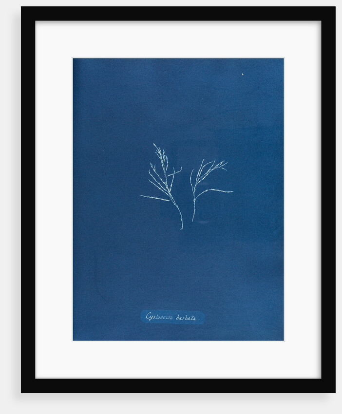 Cystoseira barbata by Anna Atkins