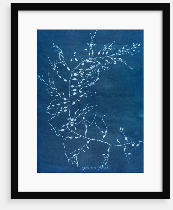 Cystoseira fzurosa by Anna Atkins