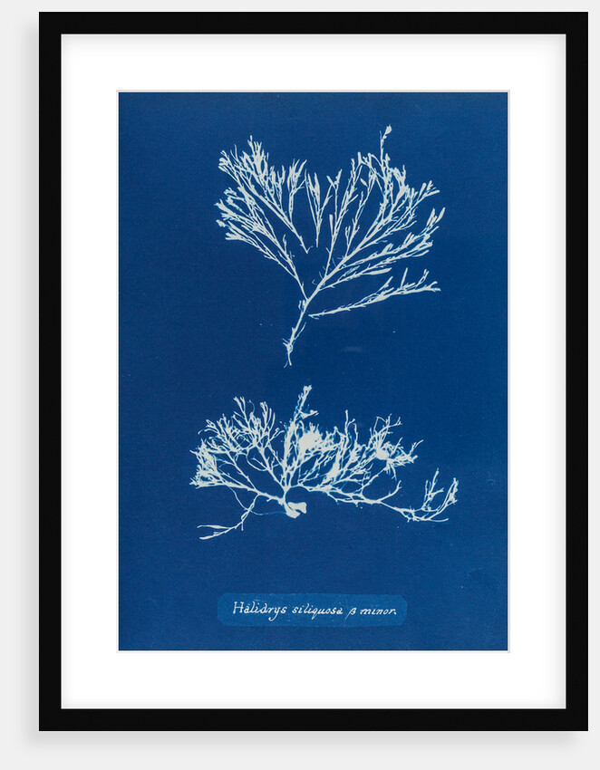 Sea oak by Anna Atkins